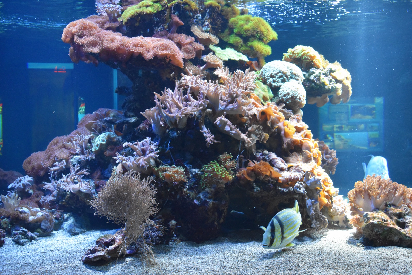 Korallenriff im Aquarium